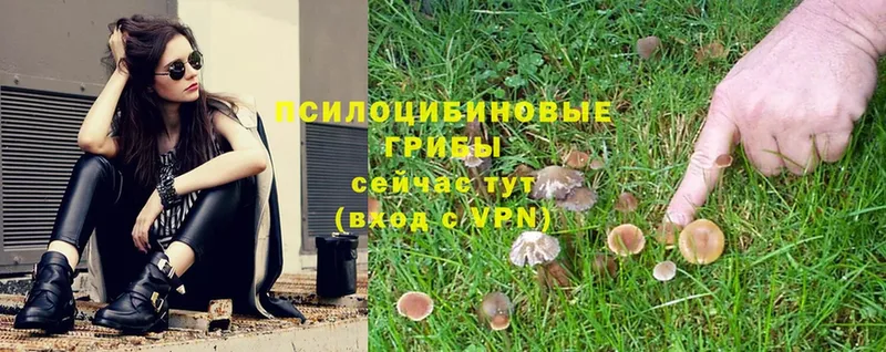 Псилоцибиновые грибы Psilocybe  Рубцовск 